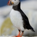 puffin_atlantic_msi_v_0911_can1940.jpg